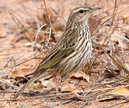 Striped Pipit